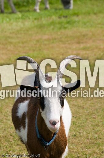 Ziege (7 von 17).jpg